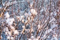 Beautiful winter landscape. Snow-covered branches of bushes in the light of sunset, can be used as a background or texture Royalty Free Stock Photo