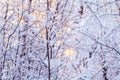 Beautiful winter landscape. Snow-covered branches of bushes in the light of sunset, can be used as a background or texture Royalty Free Stock Photo