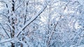 Beautiful winter landscape. Snow-covered branches of bushes in the light of sunset, can be used as a background or texture Royalty Free Stock Photo