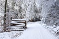 beautiful winter landscape, snow-covered branches of fir trees, heavy snowfall, swept road, felled trunks, walks in white forest, Royalty Free Stock Photo