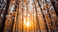 beautiful winter landscape, snow covered branches in forest at sunset, sunlight and beautiful nature