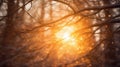 beautiful winter landscape, snow covered branches in forest at sunset, sunlight and beautiful nature