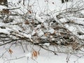 Winter landscape with snow covered branches Royalty Free Stock Photo
