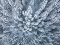 Beautiful winter landscape with snow covered firs at snowy and foggy day top down aerial view Royalty Free Stock Photo