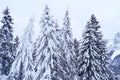 Beautiful winter landscape, snow-covered fluffy fir trees, snowfall in the mountains, panorama of mountain peaks, the Swiss Alps