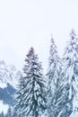 Beautiful winter landscape, snow-covered fluffy fir trees, snowfall in the mountains, panorama of mountain peaks, the Swiss Alps Royalty Free Stock Photo