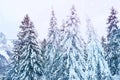 Beautiful winter landscape, snow-covered fluffy fir trees, snowfall in the mountains, panorama of mountain peaks, the Swiss Alps Royalty Free Stock Photo