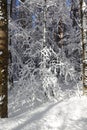 Beautiful winter landscape. Snow covered forest. Trunks of tall trees in the snow. Sunny frosty day Royalty Free Stock Photo