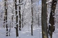 Beautiful winter landscape. Snow covered forest. Trunks of tall trees in the snow. Sunny frosty day Royalty Free Stock Photo