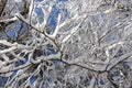 Beautiful winter landscape. Snow covered forest. Trunks of tall trees in the snow. Sunny frosty day Royalty Free Stock Photo