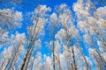 Beautiful snowy winter landscape