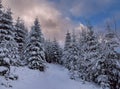 Beautiful winter landscape. Snow-covered spruce trees in the mountains and a dramatic sky Royalty Free Stock Photo