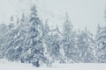 Beautiful winter landscape with snow covered trees