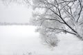 Beautiful winter landscape with snow-covered trees on the edge of the forest and frozen river under gloomy day Royalty Free Stock Photo