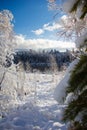 Beautiful winter landscape with snow-covered trees. Winter snow forest with blue sky on background. Fabulous winter. Concept Royalty Free Stock Photo