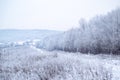 Beautiful winter landscape with snow covered trees. New Year background with white spruce branches. Christmas holiday Royalty Free Stock Photo