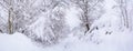 Beautiful winter landscape with snow-covered trees after snowfall Royalty Free Stock Photo