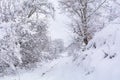 Beautiful winter landscape with snow-covered trees after snowfall Royalty Free Stock Photo