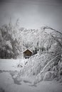 Beautiful winter landscape with snow covered trees. Winter snowy forest. Branches bend under the weight of snow. In the Royalty Free Stock Photo