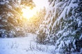 Beautiful winter landscape with snow covered trees in sunny day in forest Royalty Free Stock Photo