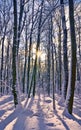 Beautiful winter landscape with snow covered trees in a sunny day.Frosty trees in snowy forest. Royalty Free Stock Photo