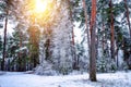 Beautiful winter landscape with snow covered trees in sunny day. Russian landscape Royalty Free Stock Photo
