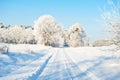 Beautiful winter landscape with snow covered trees - sunny winter day