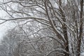 Beautiful winter landscape. Snow-covered trees in the winter forest. Winter trees backgrounded gray sky. Winter Royalty Free Stock Photo