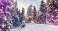 Beautiful winter landscape with snow covered trees. Wintry landscape. snowcovered pine trees under sunlight. road in the forest.