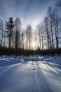 Beautiful winter landscape with snow, pines, birches and sun