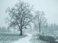 Beautiful winter landscape with snowfall. Winter park. Royalty Free Stock Photo