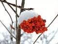 Bunch of red rowan berries covered by  snow  in winter Royalty Free Stock Photo