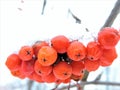 Red rowan berries covered by  snow  in winter Royalty Free Stock Photo