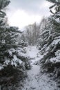 Beautiful winter landscape in a snowy forest. Beautiful Christmas trees in a snowdrift and snowflakes. Stock photo for new year Royalty Free Stock Photo