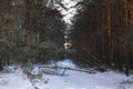 Beautiful winter landscape in snowy forest. Beautiful Christmas trees in a snowdrift and snowflakes. Stock photo for new year Royalty Free Stock Photo