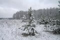 Beautiful winter landscape in snowy forest. Beautiful Christmas trees in a snowdrift and snowflakes. Stock photo for new year Royalty Free Stock Photo