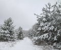 Beautiful winter landscape in snowy forest. Beautiful Christmas trees in a snowdrift and snowflakes. Stock photo for new year Royalty Free Stock Photo