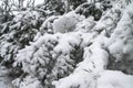 Beautiful winter landscape in snowy forest. Beautiful Christmas trees in a snowdrift and snowflakes. Stock photo for new year Royalty Free Stock Photo