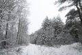 Beautiful winter landscape in snowy forest. Beautiful Christmas trees in a snowdrift and snowflakes. Stock photo for new year Royalty Free Stock Photo