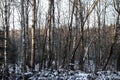 Beautiful winter landscape in snowy forest. Beautiful Christmas trees in a snowdrift and snowflakes. Stock photo for new year Royalty Free Stock Photo