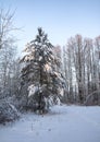 Beautiful winter landscape in snowy forest. Beautiful Christmas trees in a snowdrift and snowflakes. Stock photo for new year Royalty Free Stock Photo