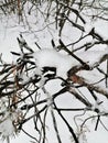 View of  pine  branches  covered   snow  in   february Royalty Free Stock Photo