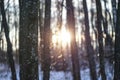 Beautiful winter landscape with snowy trees in the forest. The rays of the sun at sunset or in the morning. Christmas and New Year Royalty Free Stock Photo