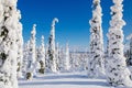 Beautiful winter landscape with snowy trees in Lapland, Finland. Frozen forest in winter. Royalty Free Stock Photo