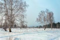 Beautiful winter landscape in soft pastel colors. Birch trees on a snow-covered field against a blue sky. Royalty Free Stock Photo