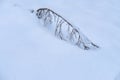 beautiful winter landscape, spruce branch bent to the ground in hoarfrost, snow-covered branches of fir trees, heavy snowfall, Royalty Free Stock Photo