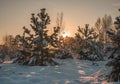 Beautiful winter landscape Royalty Free Stock Photo