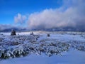 Beautiful winter landscape. Sunny day, blue sky, white clouds, snow covers small trees. Royalty Free Stock Photo