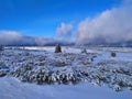 Beautiful winter landscape. Sunny day, blue sky, white clouds, snow covers small trees Royalty Free Stock Photo