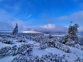 Beautiful winter landscape. Sunny day, blue sky, white clouds, snow covers small trees Royalty Free Stock Photo